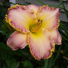 Daylilies