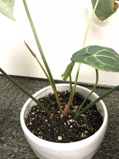 Anthurium clarinervium | Houzz Forum