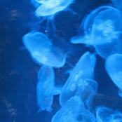 Sara Jafri's photo