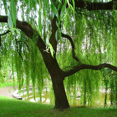 Willow Tree Landscape