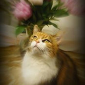 Val Dallos's photo