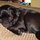 shari_wilmes