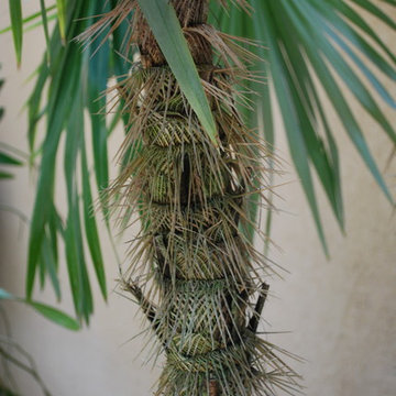 Zombie palm