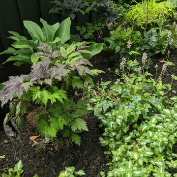 Shade Garden/Moon Garden/Fairy Garden