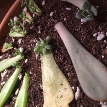 Succulents And Cacti 2015