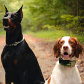 Robyn Strong's photo