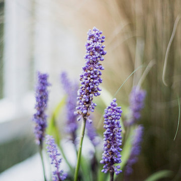 Roof Terrace || Chiswick