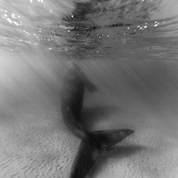 Twist in the Shallows by Joel Coleman - Photographs