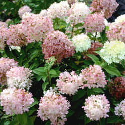 'Limelight' Hardy Hydrangea - Area Rugs