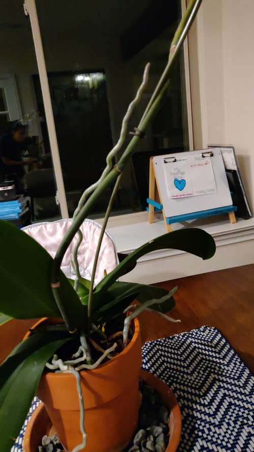 Do You Cut Off Dead Orchid Stems? B73