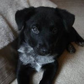 Leah Zanetti's photo