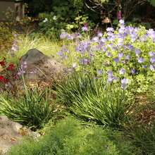 Palo Alto Eichler Landscape
