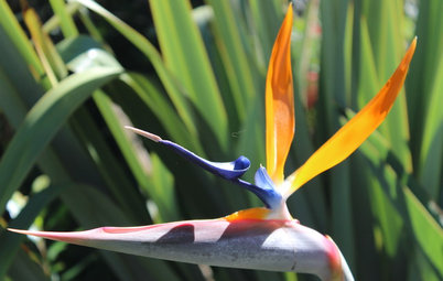 Outdoor Plant Profile: Bird of Paradise