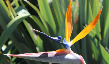 Outdoor Plant Profile: Bird of Paradise