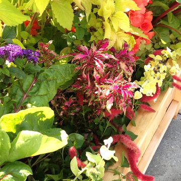 Planters for Color