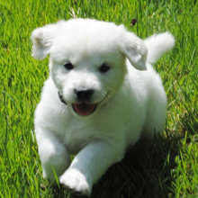 English Cream Baby Face Goldens