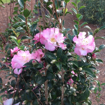 Camellia 'October Magic'