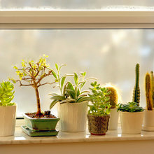 succulents