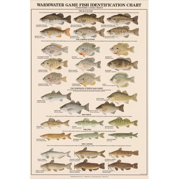Fish Poster Warmwater Gamefish Poster and Identification Chart