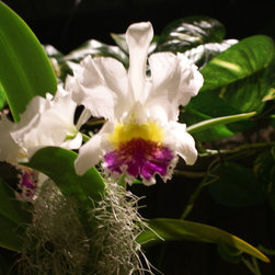 orchids - Products
