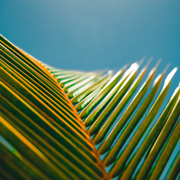 Profile Images