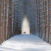 Cedric Bourque's photo