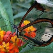 Robin Ducommun's photo