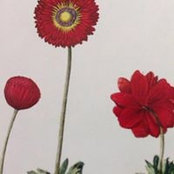 Camilla Teglio's photo