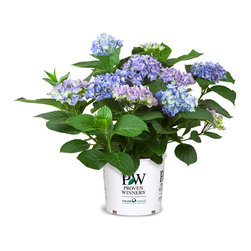 Cityline&reg; Rio Bigleaf Hydrangea - Plants