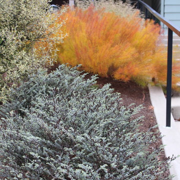 Marcia's front garden