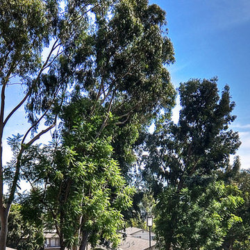 19957 Apple Creek Ln., Yorba Linda, CA 92886
