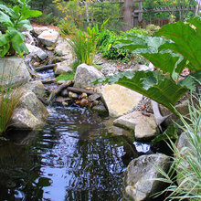 pool to pond