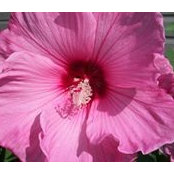 Joe Pearse's photo