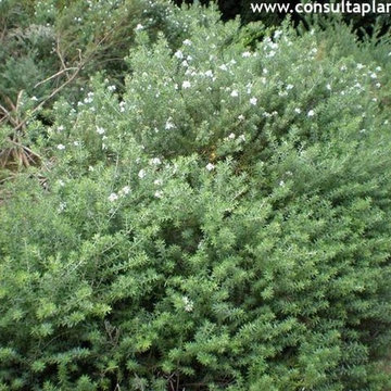 Plants I Really Like