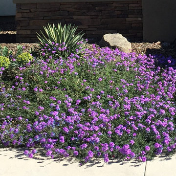 Southwestern Plants