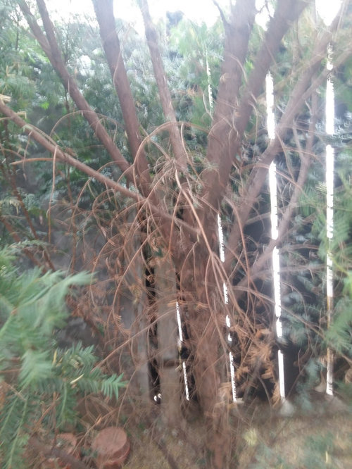 Dying yews, second year ( +fir trees