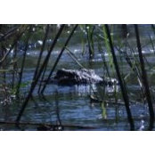 Jan Viljoen's photo