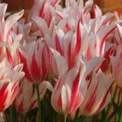 Christine Oosdyke's photo