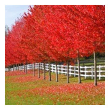 Trees
