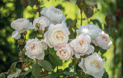 How Are Your Roses Doing? A Complete Summer Guide