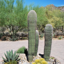 AZ Landscape