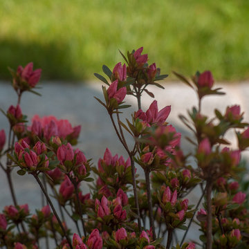 Plain garden design