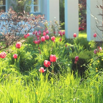 Edeltulpen