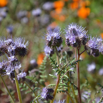 Phacelia tanacetifolia