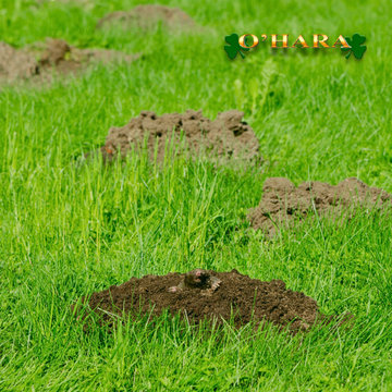 O'Hara's Lucky Lawn Care Program