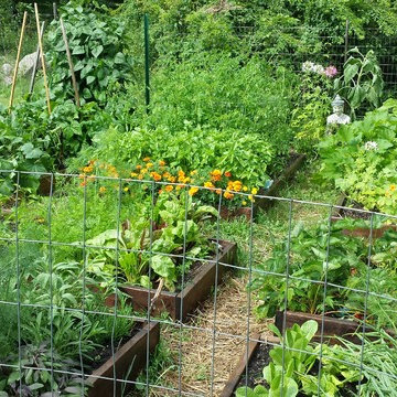 Wild flowers organic vegetable garden