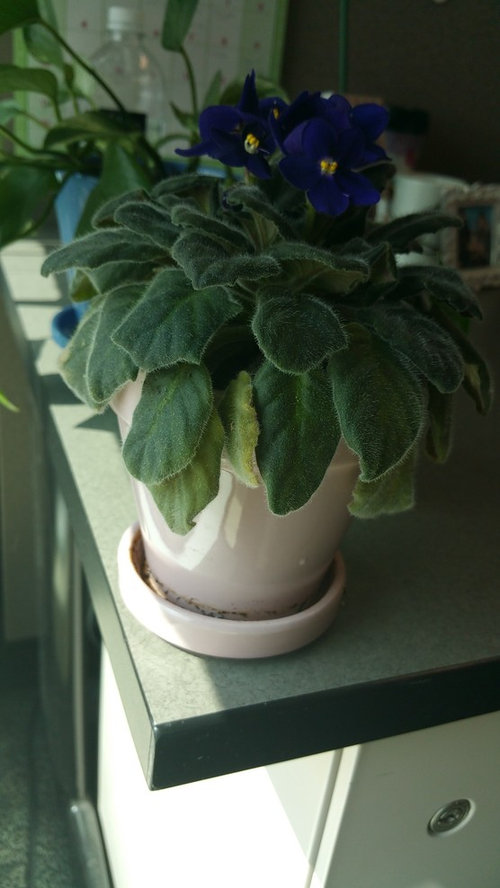 Drooping leaves on blooming African Violet
