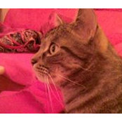 Foto von Flauschi Nator