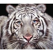 Tiger Developments's photo