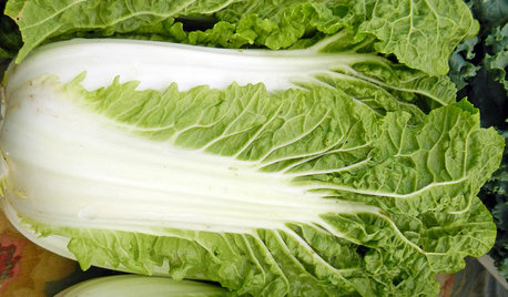 napa cabbage chinese heading choy bok edible vegetables grow gardens season cool